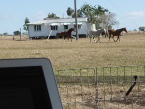 Henderson horses editing